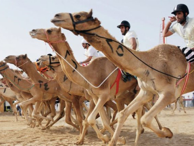 45 مليون ريال جوائز مهرجان ولي العهد للهجن